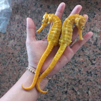 Cá Ngựa Chúa 