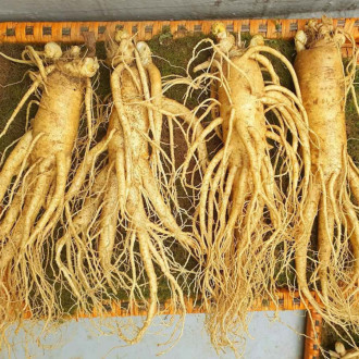 Sâm Hàn Quốc Tươi 4 Củ 1ký 