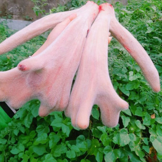 Nhung Hươu Tươi 