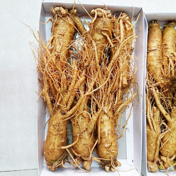 Sâm Củ Tươi Hàn Quốc 5 Củ 1 Ký