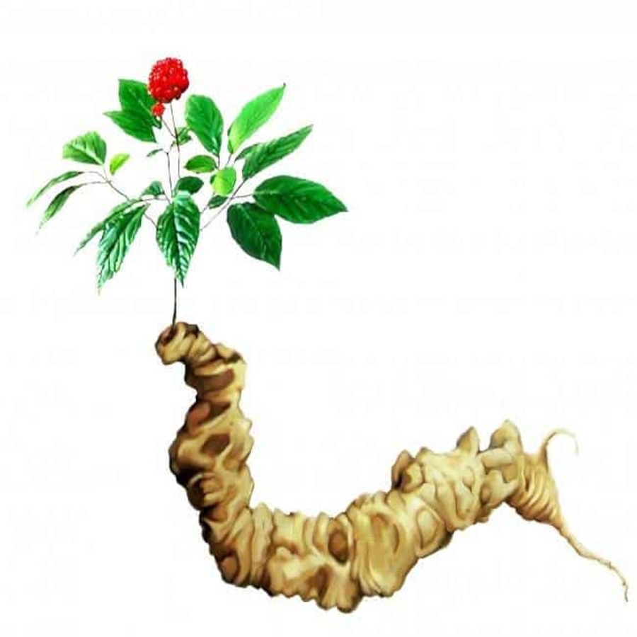 Sâm Ngọc Linh Rừng 
